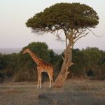 Kenya (295)